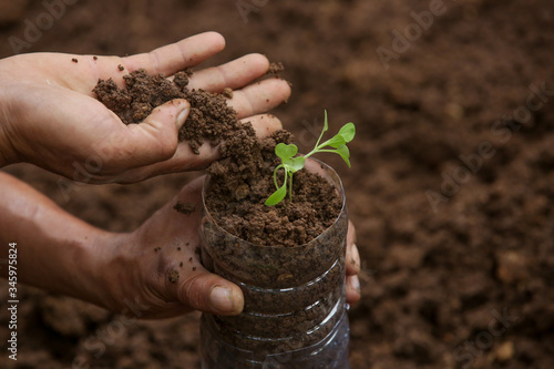 Fototapet Working in the organic vegetable garden, taking care of young seedlings and transplanting young plants into the garden soil