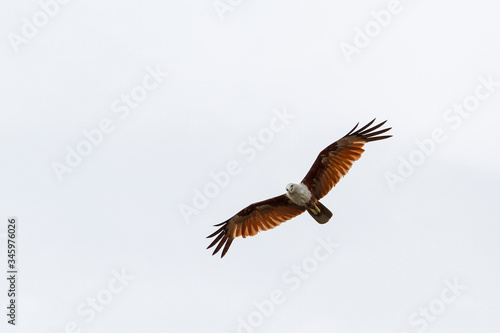 The Red eagle fly on the sky in nature at thailand © pumppump