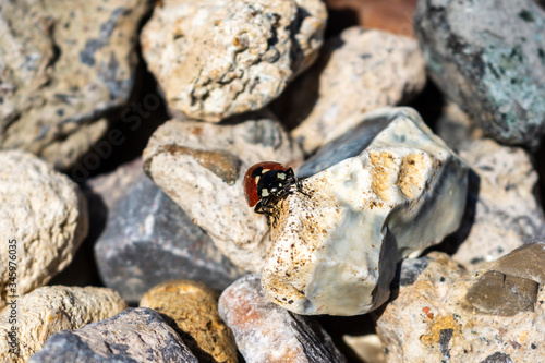 A front on view of a  7 spot ladybird  Coccinella septempunctata climbing over large size gravel stones photo