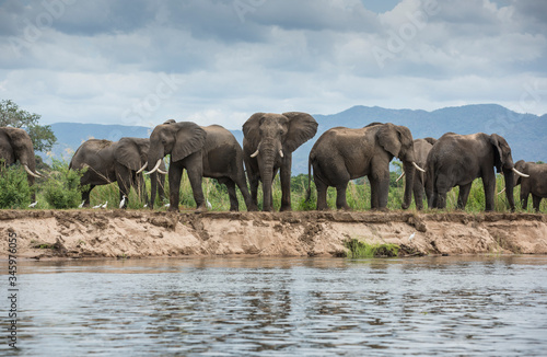 African Elephants along a river bank