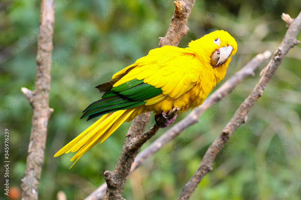 Fototapeta premium Yellow parrot on a tree, bird in natural landscape