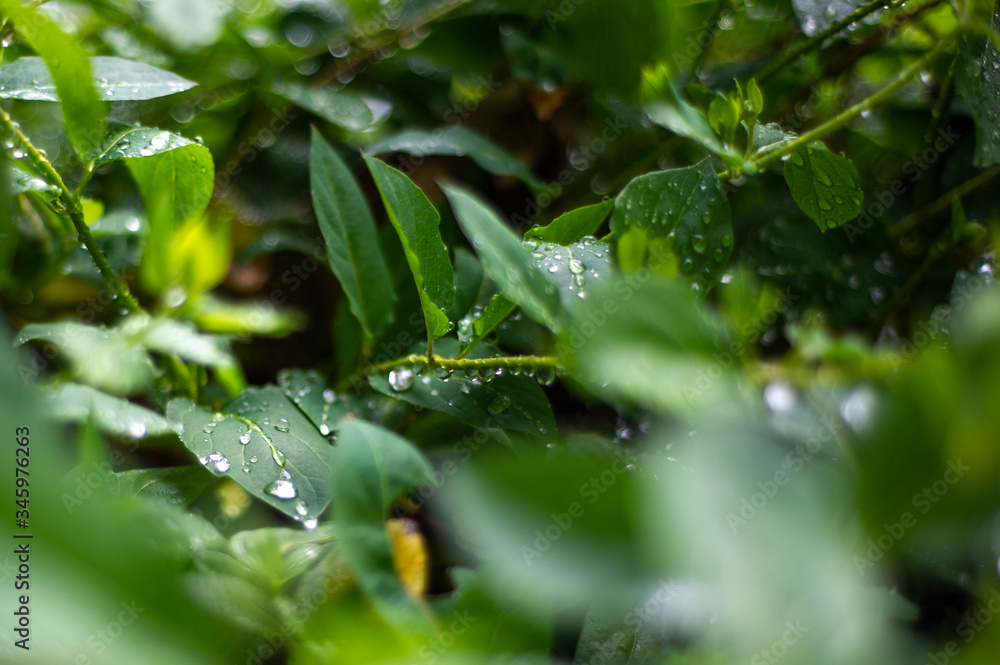 Green leaves after rain Green leaves after rain