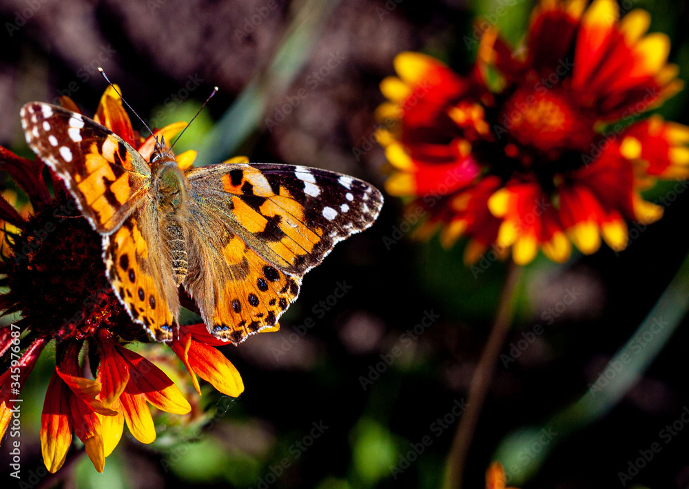 Naklejka premium butterfly on flower