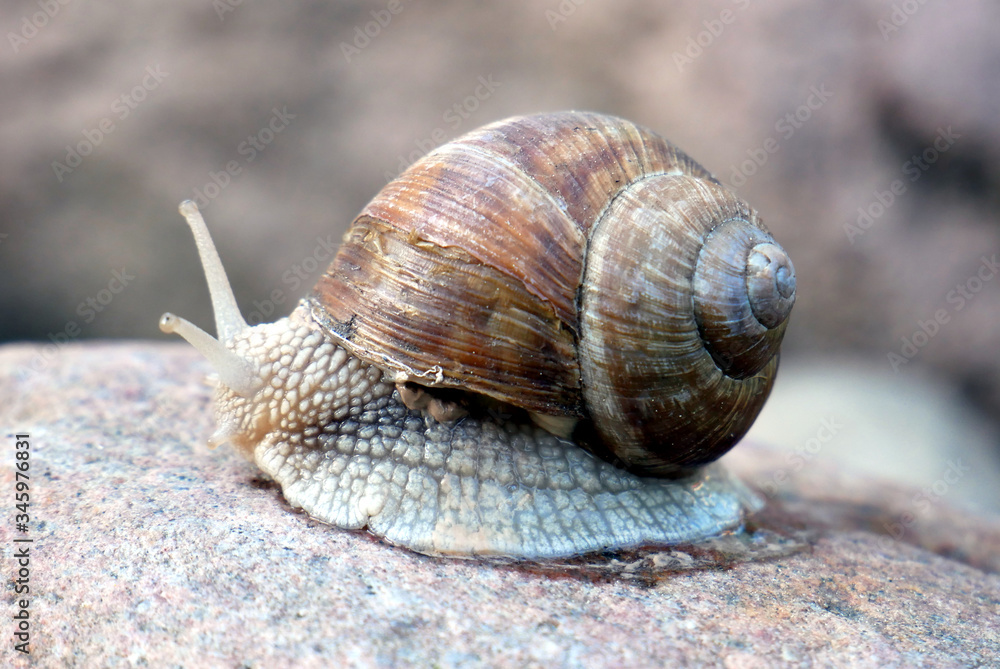 Grape snail on a wet rock. Grape snail on a wet rock.
