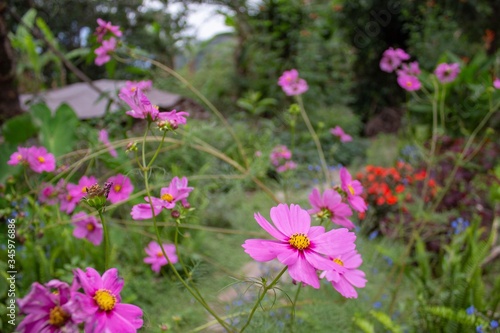 Pink Daisies in the field