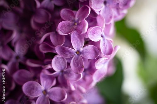 close up of lilac flowers © Sergei