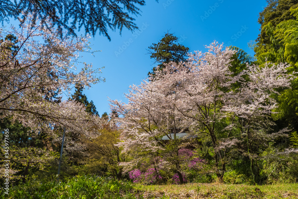 Spring scene at countryside surrounded by trees of cherry, Japanese kerria and azalea. Spring scene at countryside surrounded by trees of cherry, Japanese kerria and azalea.