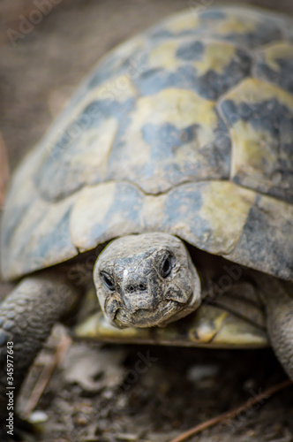 Close-up portrait of a male Hermann's tortoise - Testudo Hermanni 