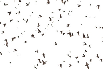 Flock of birds swallows Sand Martin isolated on white background and texture