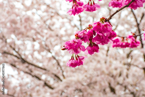 Prunus campanulata under full bloomed cherry tree. photo