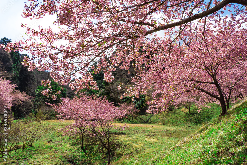 Full bloomed Cerasus lannesiana ‘Kawazu-zakura’ at the field. Full bloomed Cerasus lannesiana ‘Kawazu-zakura’ at the field.