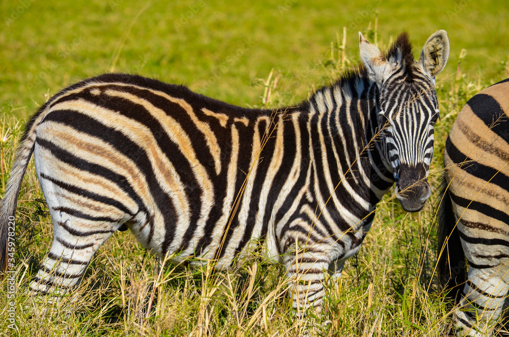 Zebra feeding at Tala Game reserve South Africa Zebra feeding at Tala Game reserve South Africa