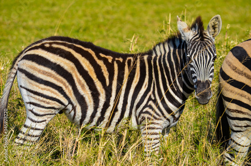 Zebra feeding at Tala Game reserve South Africa