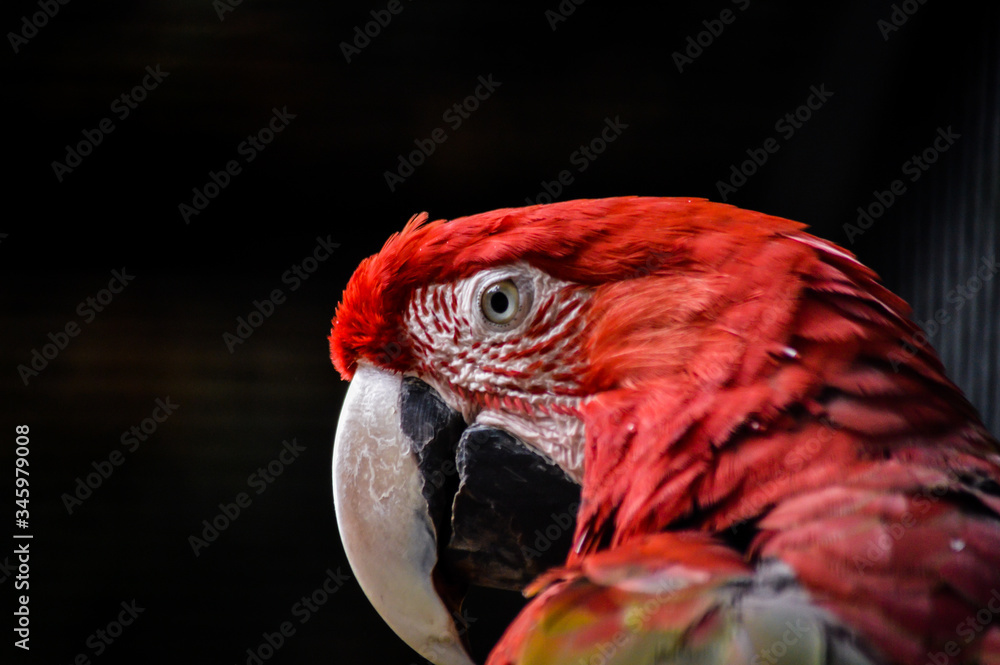 Green-winged Macaw or Red-and-green Macaw (Ara chloroptera), close up portrait
Green-winged Macaw or Red-and-green Macaw (Ara chloroptera), close up portrait