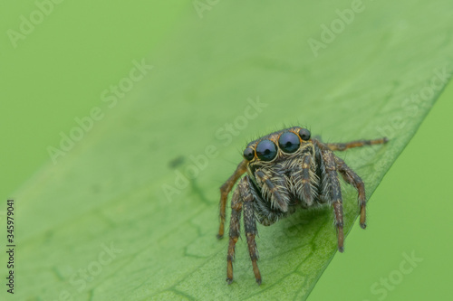 Macro-small black jumping spider with big eye