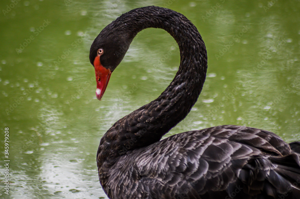 Fototapeta premium One beautiful black Swan floating on a green lake surface.