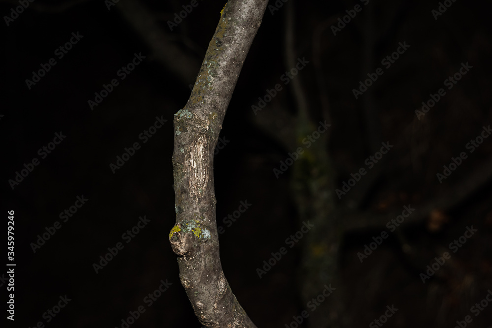 Thin tree in the dark is close Thin tree in the dark is close