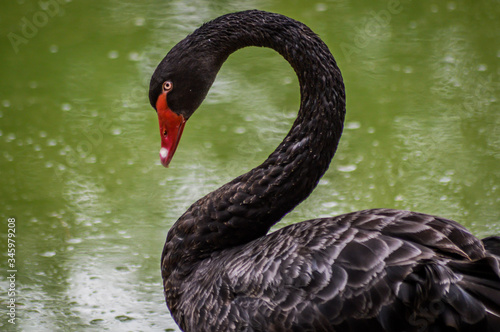 One beautiful black Swan floating on a green lake surface. © sebastianosecondi