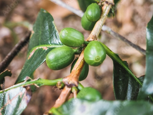 Coffee branch 