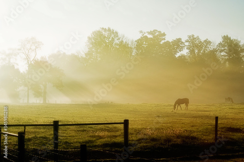 horse in the fog