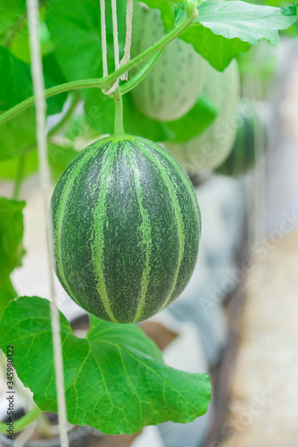 Melon in the green house