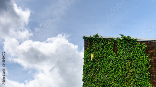 A side of a house covered in an evergreen creeper plant that is reaching the top of a slanted roof and contrasting against a beautiful blue sunny sky with white fluffy clouds.
