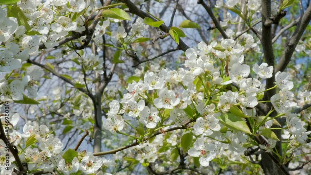 Branch with beautiful white Spring Flowers on Tree. Nature scene with flowering tree on blossom background. Botanical bloom concept. Blooming backdrop Branch with beautiful white Spring Flowers on Tree. Nature scene with flowering tree on blossom background. Botanical bloom concept. Blooming backdrop