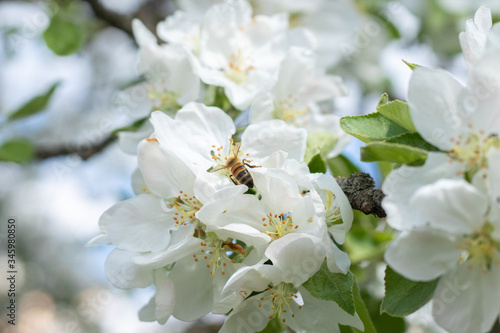  Bee on an apple blossom