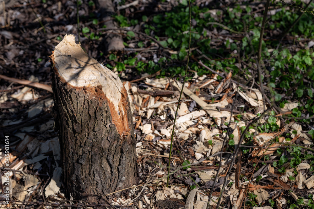 tree gnawed by beavers traces of beaver teeth felled tree in early spring close up tree gnawed by beavers traces of beaver teeth felled tree in early spring close up