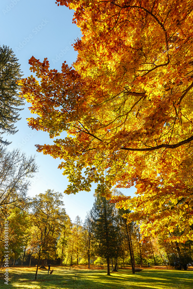 Fototapeta premium Autumn landscape beautiful colored trees in the forest, glowing in sunlight. wonderful picturesque background. color in nature. gorgeous view. Amazing nature landscape.