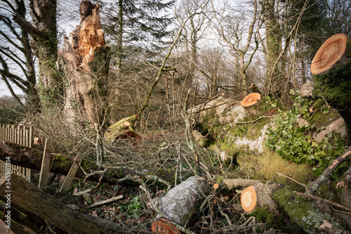 Wallpaper Mural Storm Damage in Woods. Torontodigital.ca