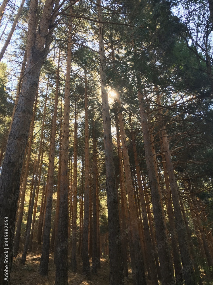 Fototapeta premium Bosque de pinos