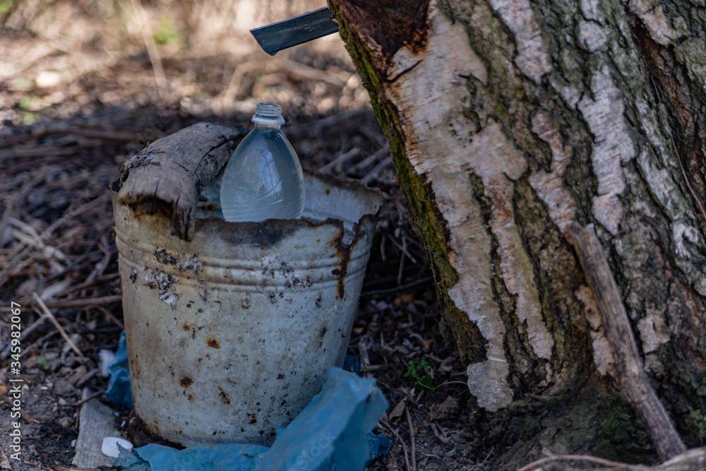 Obraz premium extraction of birch sap task of tree damage