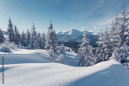 Winter landscape on a sunny day. Little spruce under snow in the mountains. Awesome Wintry nature scenery. Amazing natural background. Christmass concept. Carpathian national park, Ukraine, Europe.