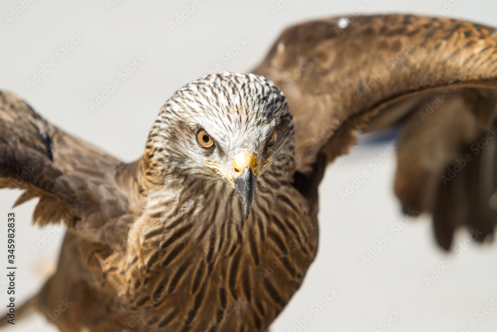 Obraz premium Portrait of a red kite.