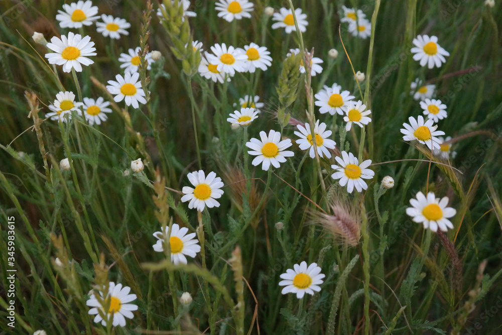 rumianek kwiaty trawa łąka wiosna - obrazy, fototapety, plakaty 