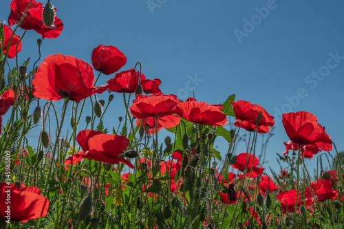 Poppy and buds in a field with blue sky in the background with selective focus. Close-up view from below. Lonely poppy.