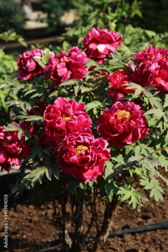 Wallpaper Mural 牡丹 Torontodigital.ca