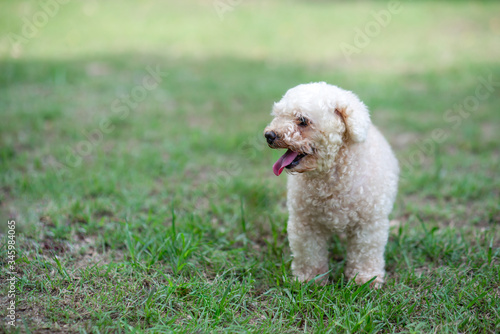 Poodle toy dog