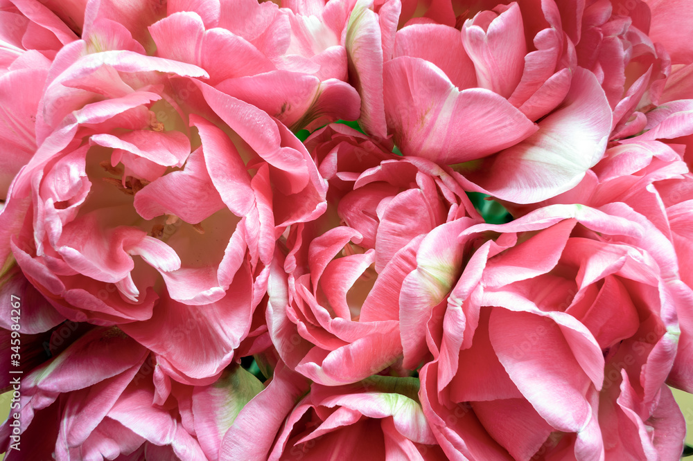 bouquet of pink tulips 