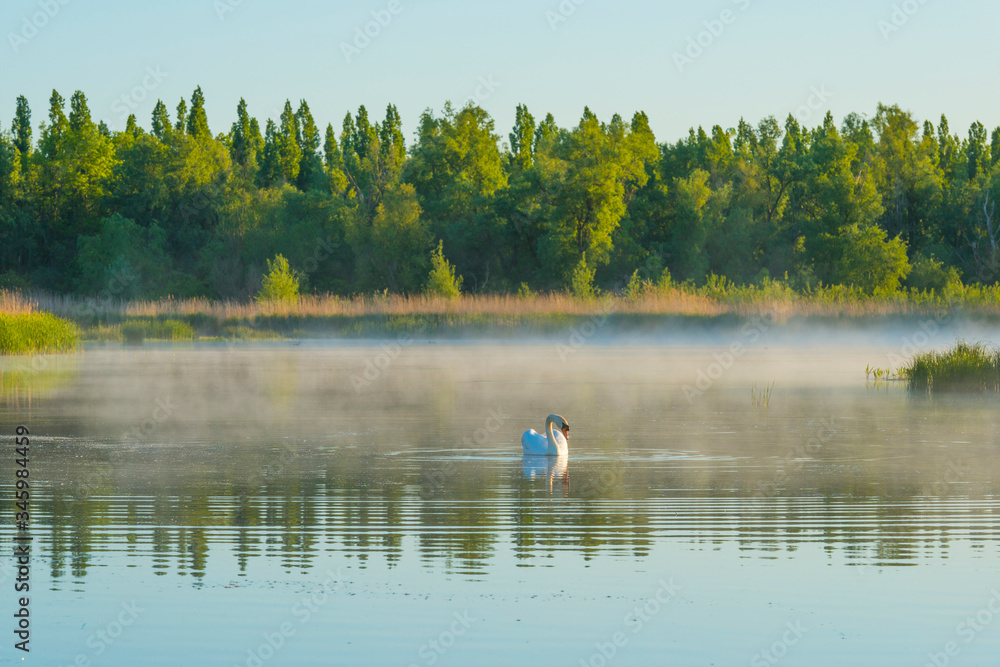 Swan swimming in a misty lake below a blue sky in sunlight at sunrise in a spring morning Swan swimming in a misty lake below a blue sky in sunlight at sunrise in a spring morning
