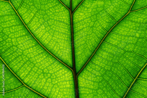 green leaf texture