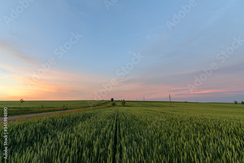 A green wheat field goes over the horizon. Shot at sunset. Place for logo