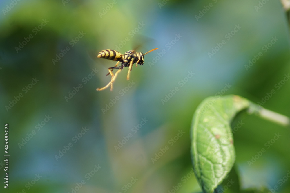 A European Wasp is resting on a green leaf. A European Wasp is resting on a green leaf.