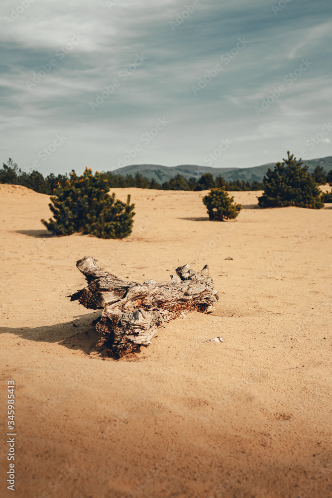 Photo of dry desert with deadwood and footsteps on foreground with dramatic and moody sky on background. Forest near the desert with dunes and cloudy sky. - natural light photo. Photo of dry desert with deadwood and footsteps on foreground with dramatic and moody sky on background. Forest near the desert with dunes and cloudy sky. - natural light photo.