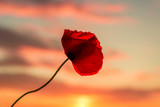 Poppy flower with sunset in the background on an agricultural field