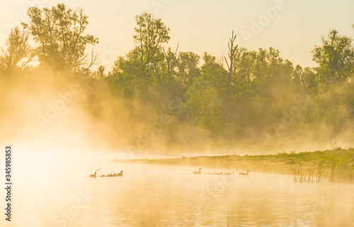 Geese and goslings swimming along the edge of a misty lake below a blue sky in sunlight at sunrise in a spring morning