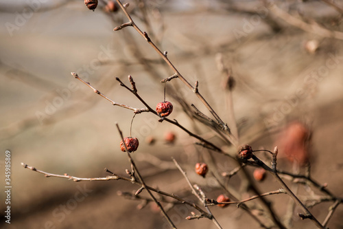 Last year's dried cherries on a tree in spring. Belarus, spring background. Macro photo of shriveled berries.