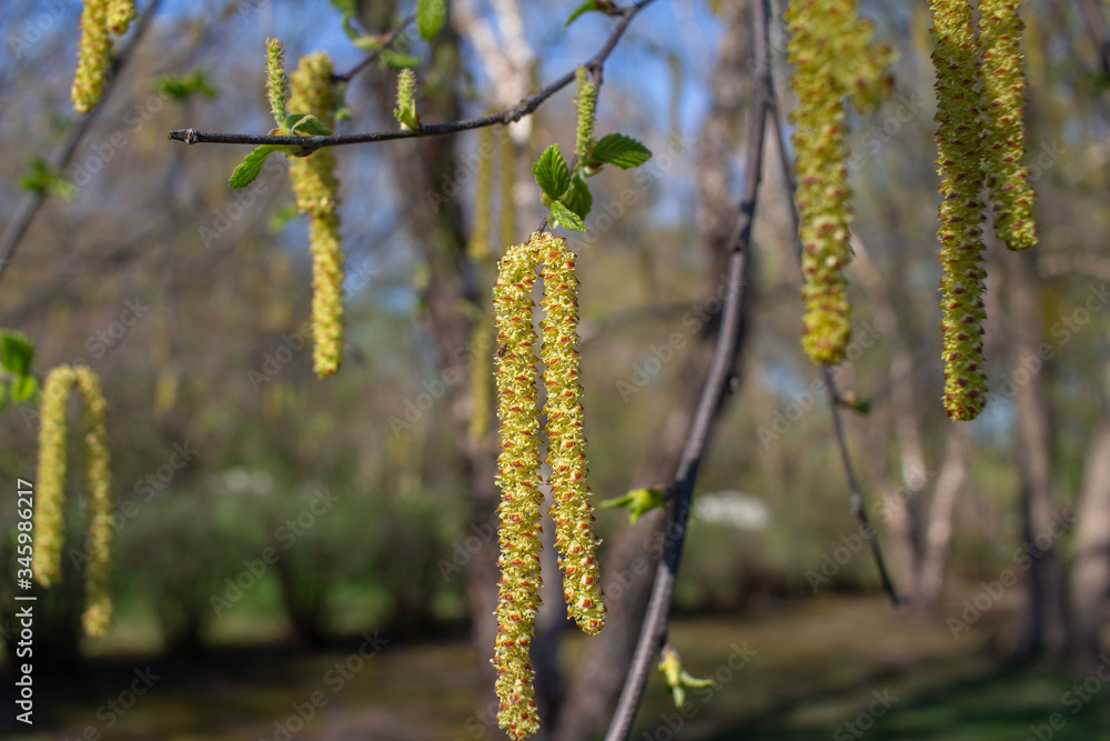 Bright yellow catkins bloom on a river birch tree (betula nigra) in spring, with blue sky background Bright yellow catkins bloom on a river birch tree (betula nigra) in spring, with blue sky background
