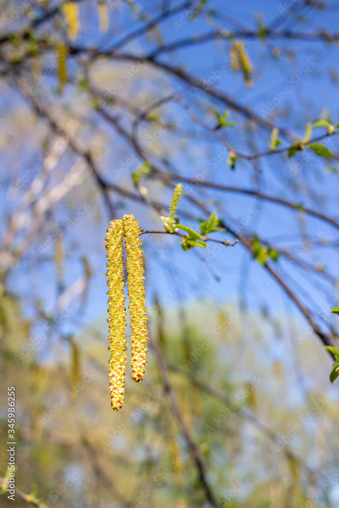 Bright yellow catkins bloom on a river birch tree (betula nigra) in spring, with blue sky background Bright yellow catkins bloom on a river birch tree (betula nigra) in spring, with blue sky background